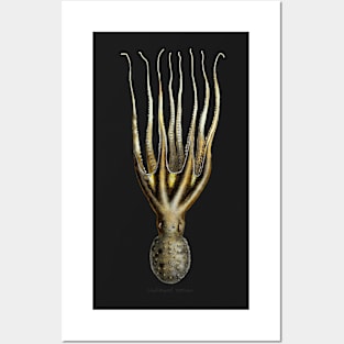 Cephalopods Posters and Art